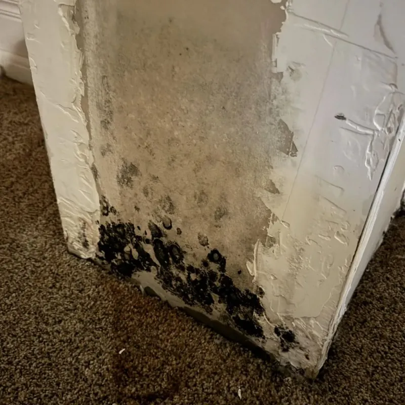 Professional Mold Removal in Waveland, MS